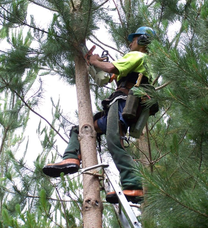Silviculture Forest Management New Zealand