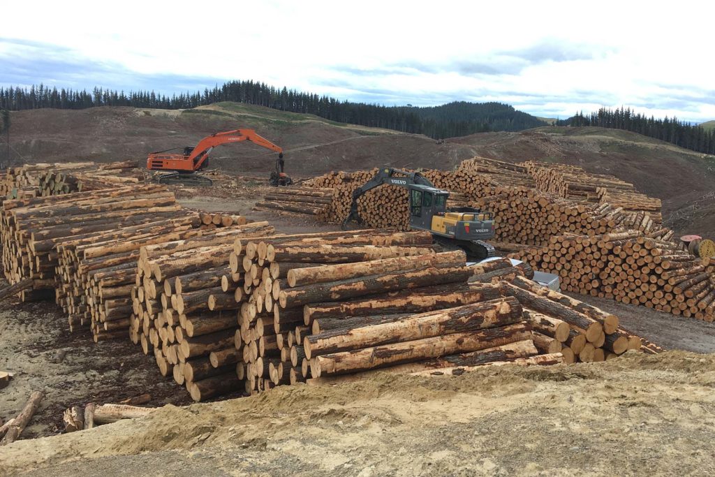 Forest Harvesting Forest Management New Zealand