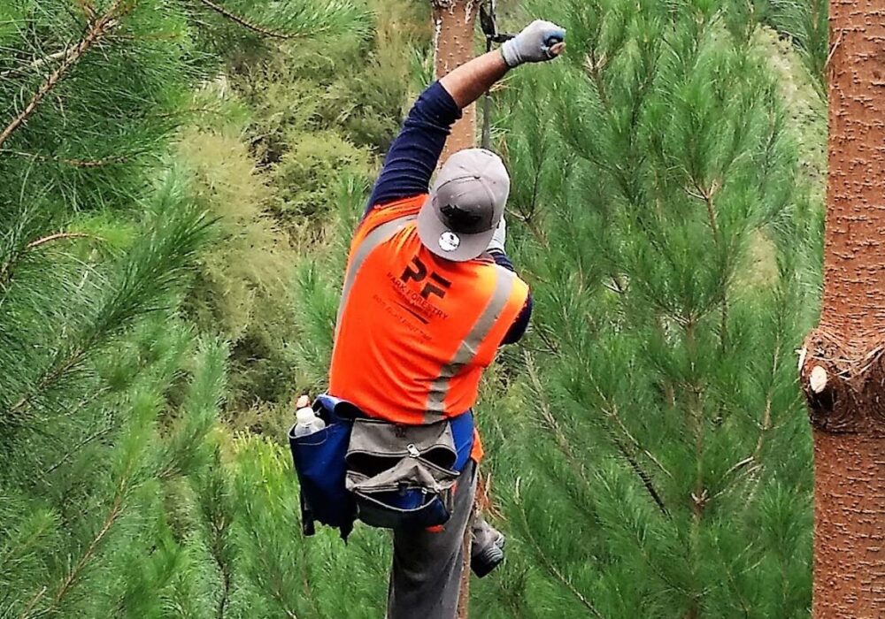 img-fmnz-hero-updated-1920px-services-silviculture